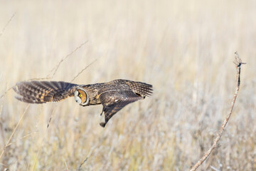 Long Eared Owl