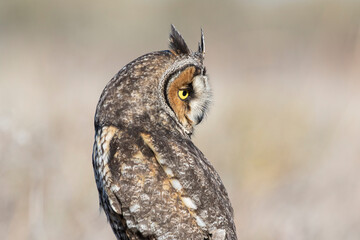 Long Eared Owl 
