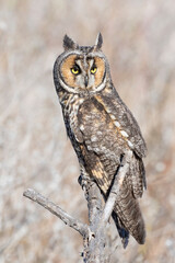 Long eared owl