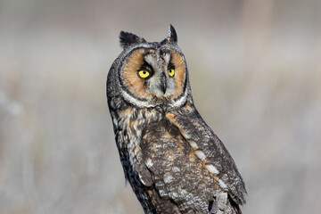 Long Eared Owl