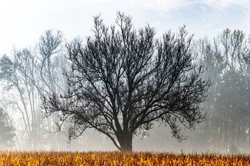 Großer Baum am Maisfeld im späten Herbst