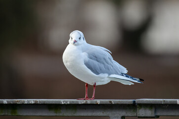 Möwe (Larus scopulinus) sitzt am Geländer und schaut in die Kamera