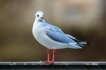 Möwe (Larus scopulinus) sitzt am Geländer und schaut in die Kamera