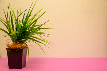 decorative green grass in a flower pot in black on a light background, a place for your information, minimalism