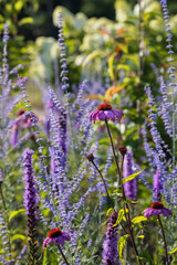 The blue Perovskia (Blue Spire) and pink Coneflower (Echinacea) in a sunny, summer garden. Blurred background with light bokeh and short depth of field.