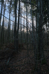 the thicket of the forest with bare trees