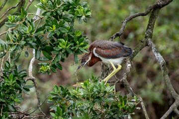 Tri Colored Heron Hanging Out in Florida