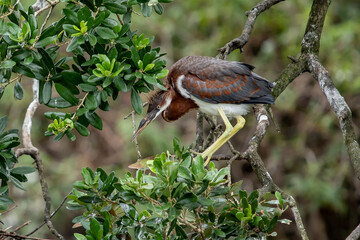 Tri Colored Heron Hanging Out in Florida