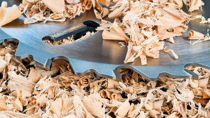 Circular saw blade detail with sharp replaceable metal inserts in curled wooden shavings. Closeup...