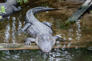 I've Got my Eyes on You