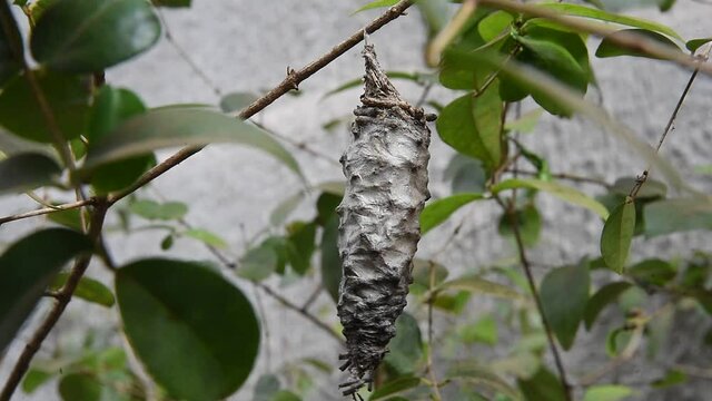 butterfly caterpillar cocoon hanging on tree leaf