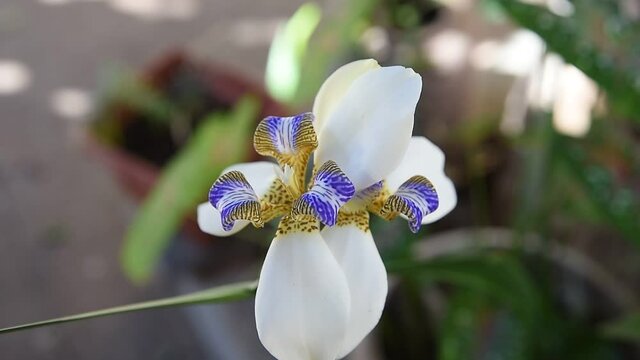 beautiful white and purple cattleya orchid flower