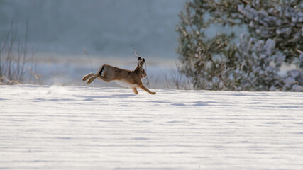 laufender Hase im Schnee