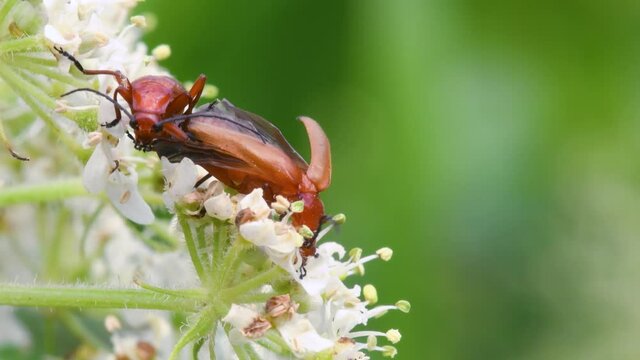 Pair of Soldier Beetle in copulation, their Latin name is Cantharis livida
