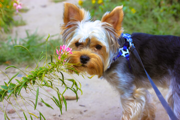 Cute Yorkshire Terrier dog on a leash sniffing a blossoming pink exotic flower on a walk in...