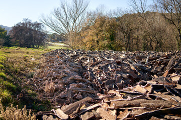 Stacked wood bark tree production for processing at industrial factory.