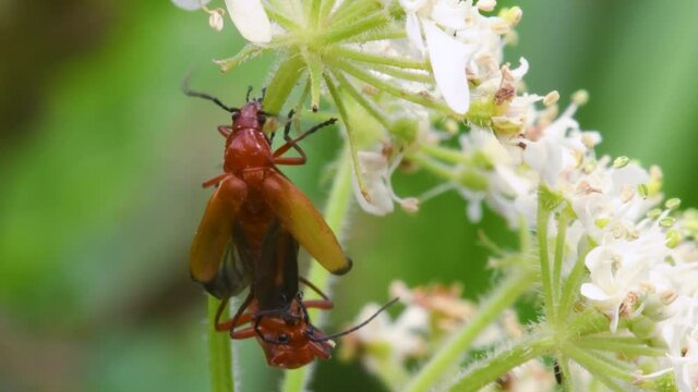 Pair of Soldier Beetle in copulation, their Latin name is Cantharis livida