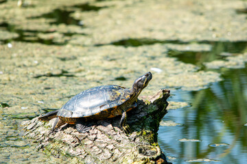 Fototapeta premium turtle closeup climbs on log in the middle of the lake
