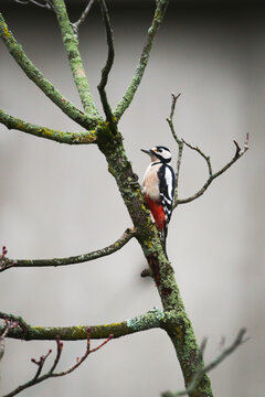 Great Spotted Woodpecker in a Tree