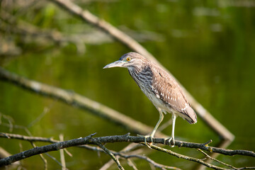 young night heron on branch closeup