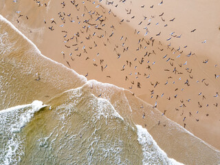 Aerial view of birds flying over a beach and turquoise waves
