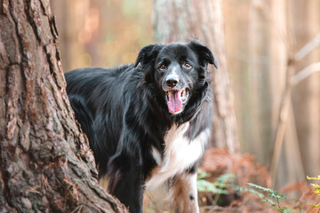 Border Collie
