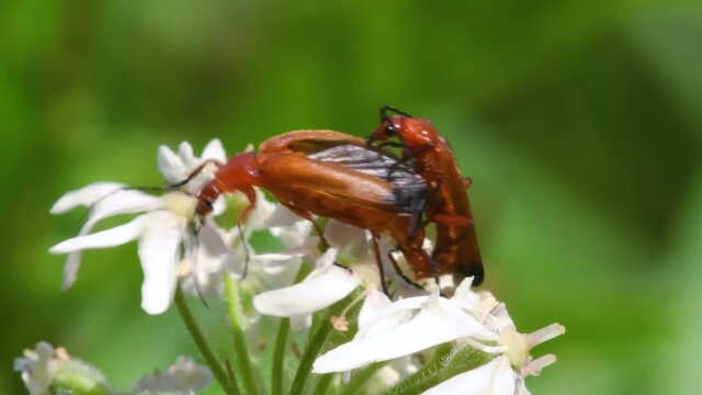 Pair of Soldier Beetle in copulation, their Latin name is Cantharis livida