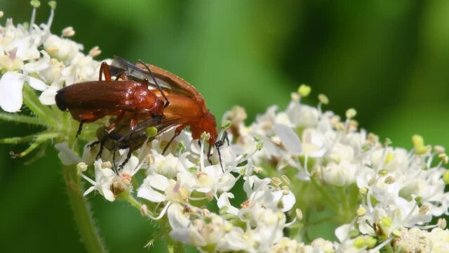 Pair of Soldier Beetle in copulation, their Latin name is Cantharis livida