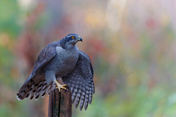 Northern goshawk (accipiter gentilis) searching for food in the forest of Noord Brabant in the Netherlands