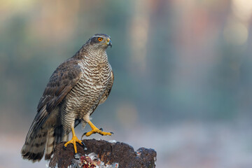 Northern goshawk (accipiter gentilis) searching for food in the forest of Noord Brabant in the Netherlands