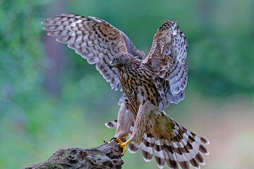 Northern goshawk (accipiter gentilis) searching for food in the forest of Noord Brabant in the Netherlands