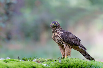 Northern goshawk (accipiter gentilis) searching for food in the forest of Noord Brabant in the Netherlands