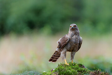 Northern goshawk (accipiter gentilis) searching for food in the forest of Noord Brabant in the Netherlands