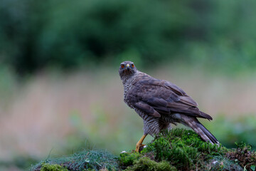 Northern goshawk (accipiter gentilis) searching for food in the forest of Noord Brabant in the Netherlands