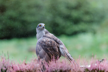 Northern goshawk (accipiter gentilis) searching for food in the forest of Noord Brabant in the Netherlands
