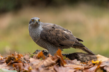 Northern goshawk (accipiter gentilis) searching for food in the forest of Noord Brabant in the Netherlands