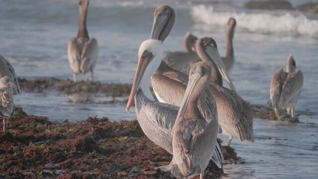 Close up of pelicans resting on the rocks at the Moss Beach tide pools in California
