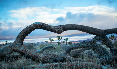 Fototapeta premium Joshua tree view