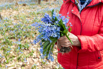 bouquet of blooming blue snowdrops in the hands of grandma