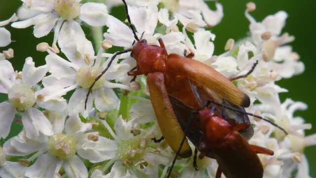 Pair of Soldier Beetle in copulation, their Latin name is Cantharis livida