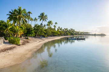 Tropical beach with palm trees on Moorea island, French Polynesia