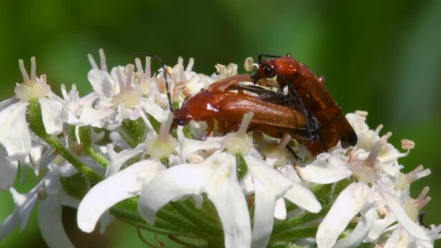 Pair of Soldier Beetle in copulation, their Latin name is Cantharis livida
