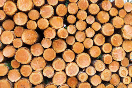 Background of tree logs