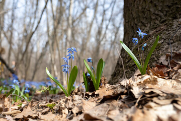 Springtime. First spring flowers Scilla siberica stand out against background of still gray forest
