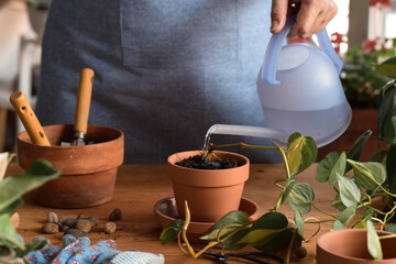 Woman watering freshly planted philodendron plant cutting