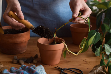 Woman planting philodendron plant cutting © Julia