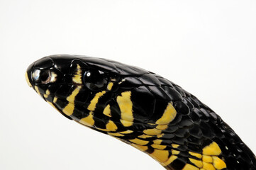 Tiger rat snake, Caninana // Hühnerfresser (Spilotes pullatus)