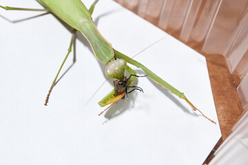 Ordinary mantis (lat. Mantis religiosa) eats a fly.