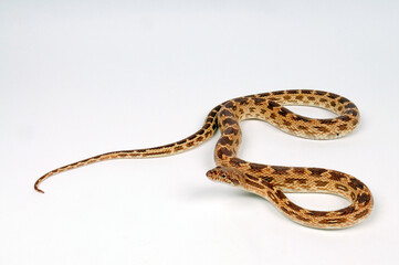 Obraz premium Diademnatter // Diadem snake (Spalerosophis diadema)