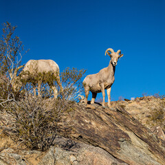 peninsular desert bighorn sheep